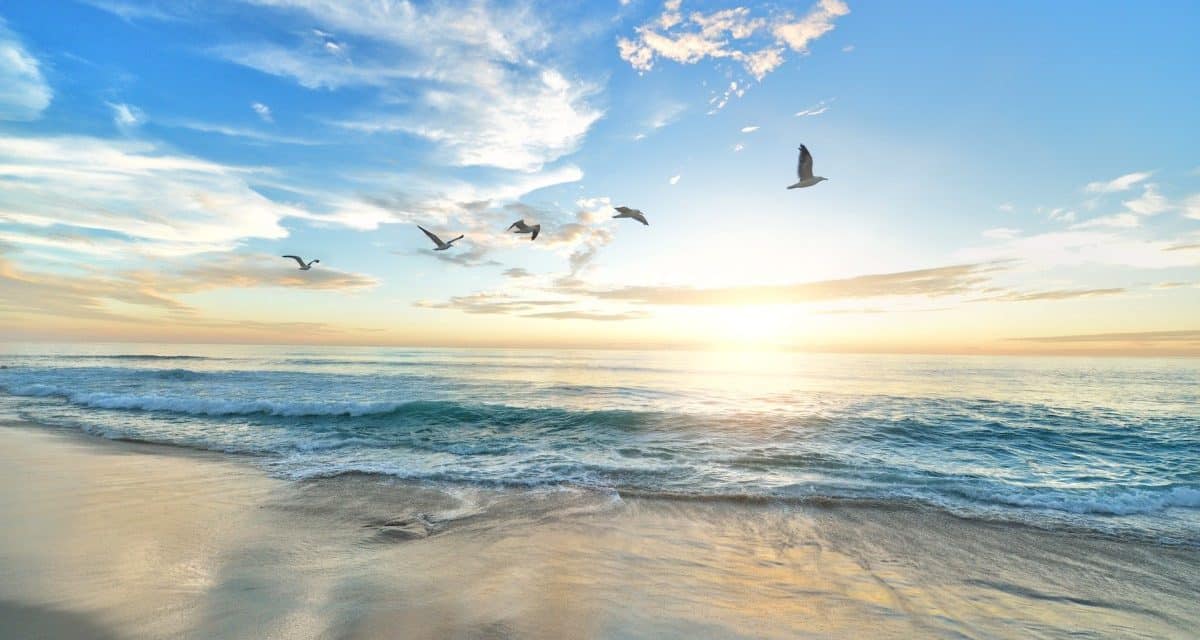 des mouettes volant au dessus de la plage