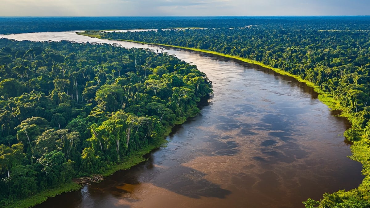 Rivière et forêt dense