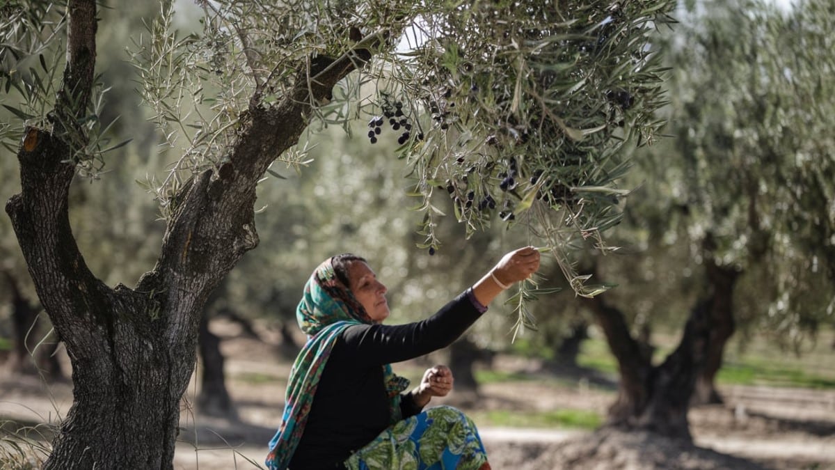 Femme récoltant des olives