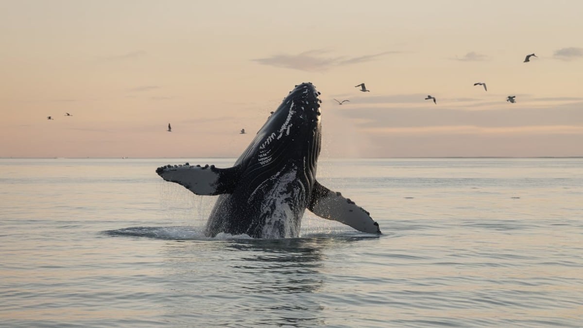 Baleine émergent de l'eau