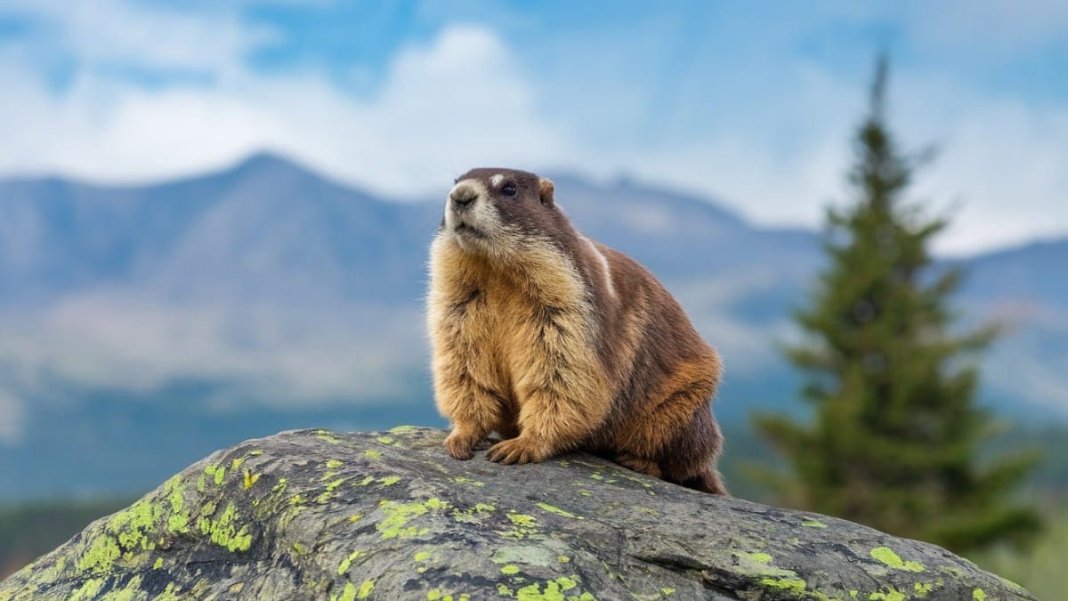 Marmotte dans la nature