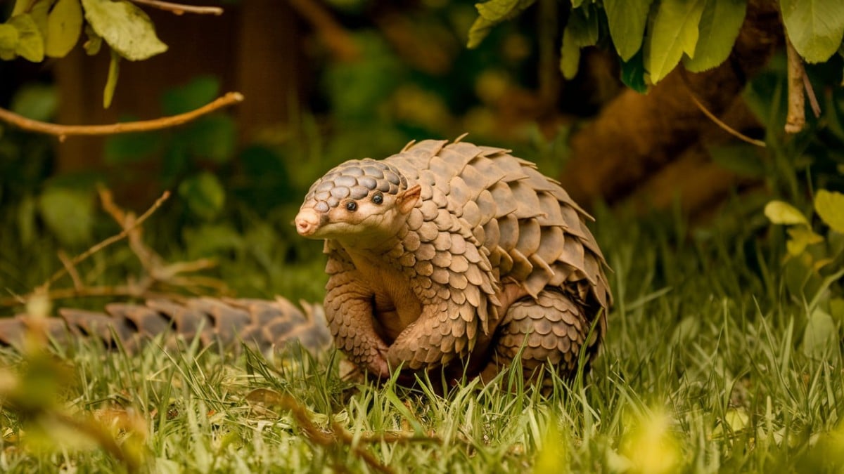 Pangolin en forêt verdoyante